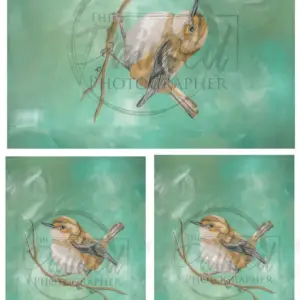 Wren (multiple)  Rice Paper- Connie's Lines and Designs